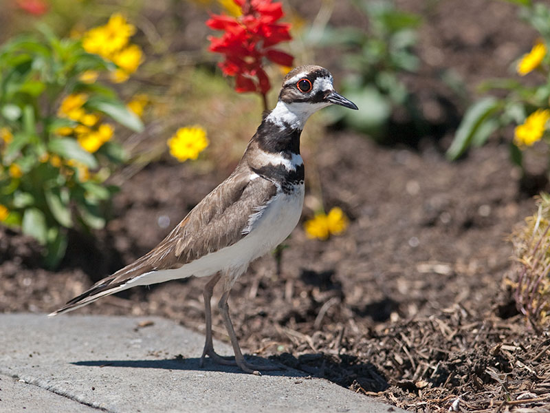 Killdeer _6059653.jpg