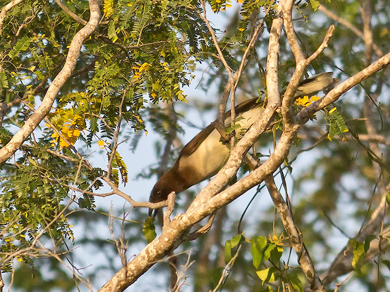 Brown Jay _2237831.jpg