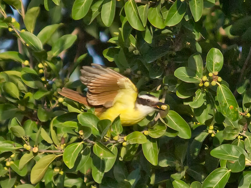 Great Kiskadee _2258129.jpg