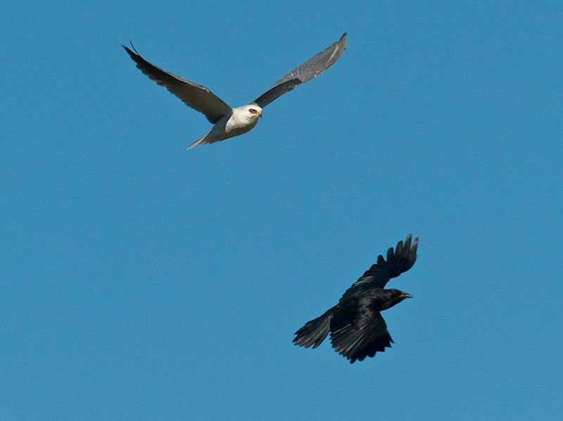 Kite  and Crow _A212331.jpg