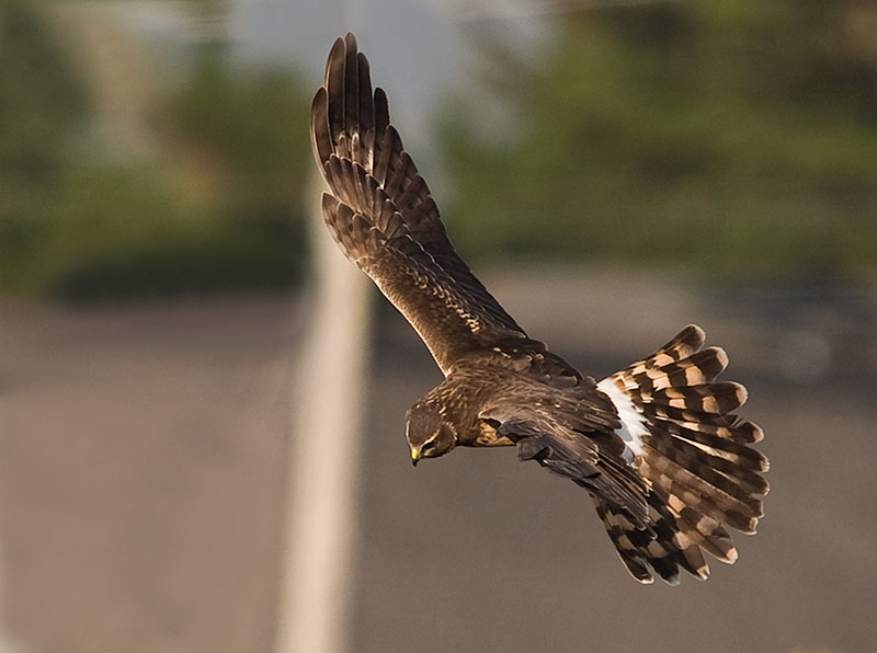 Northern Harrier _A242859.jpg
