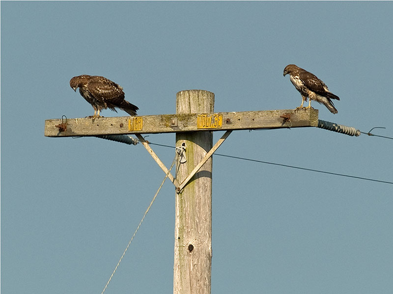 Power sharing _A242803.jpg