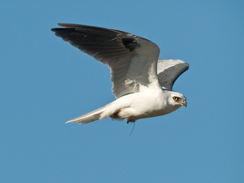 White-tailed Kite & Vole _A232562.jpg