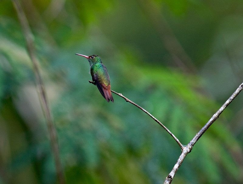 Rufous-tailed Hummingbird PB301835.jpg