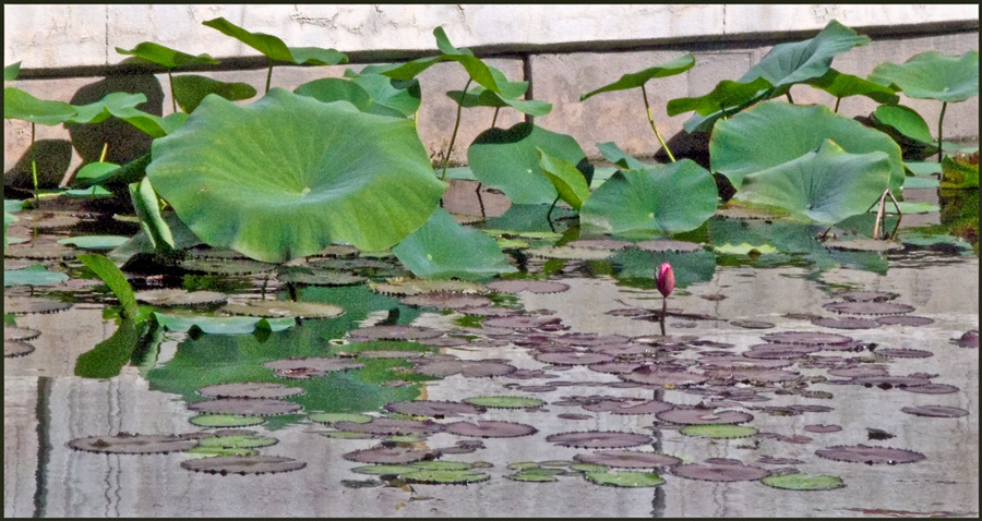 lotus-1113.jpg