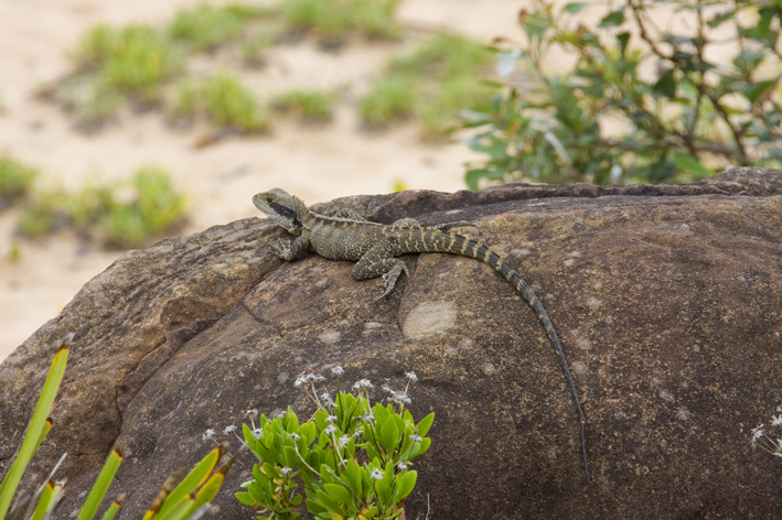 Physignathus lesueurii 2.jpg
