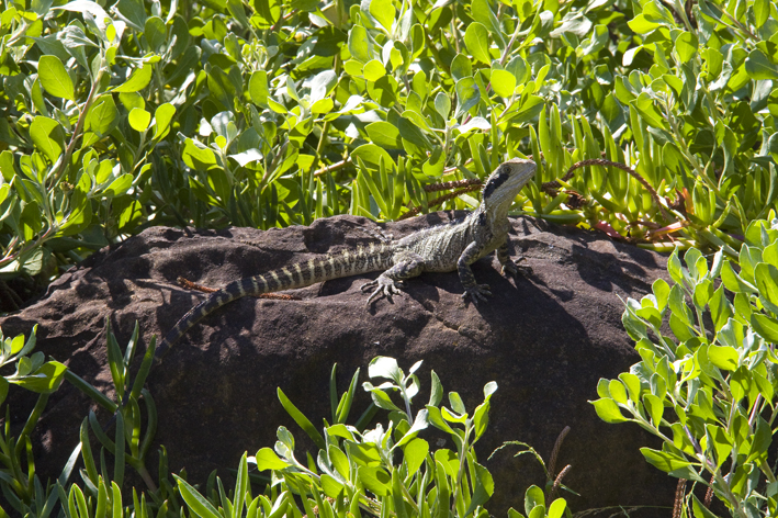 Physignathus lesueurii.jpg
