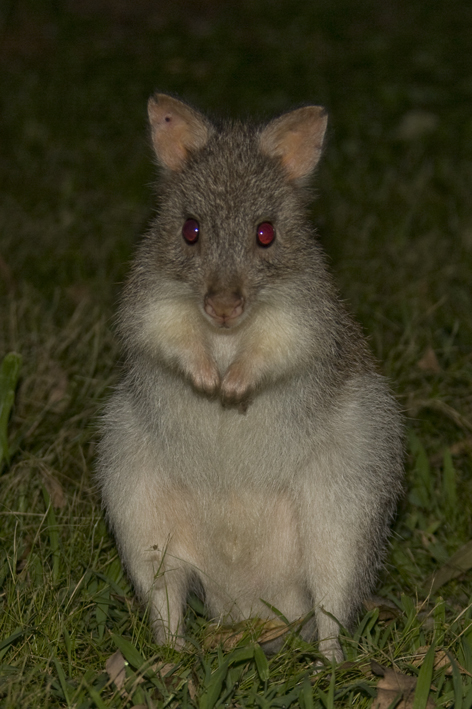 rufous bettong 2.jpg