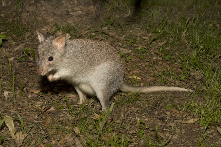 rufous bettong.jpg