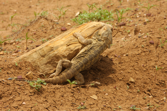 bearded dragon 2.jpg