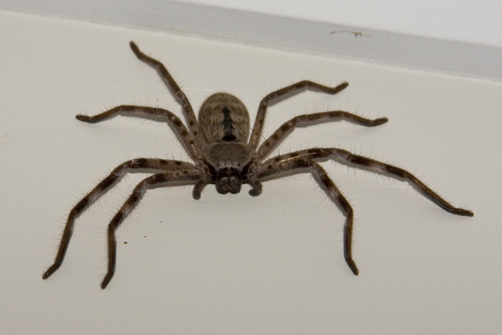 Holconia immanis female.jpg