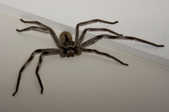 Holconia immanis male.jpg