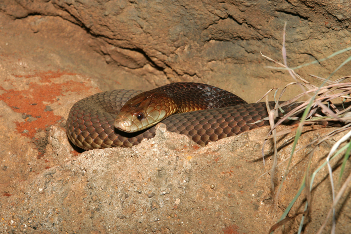 St George mulga low res.jpg