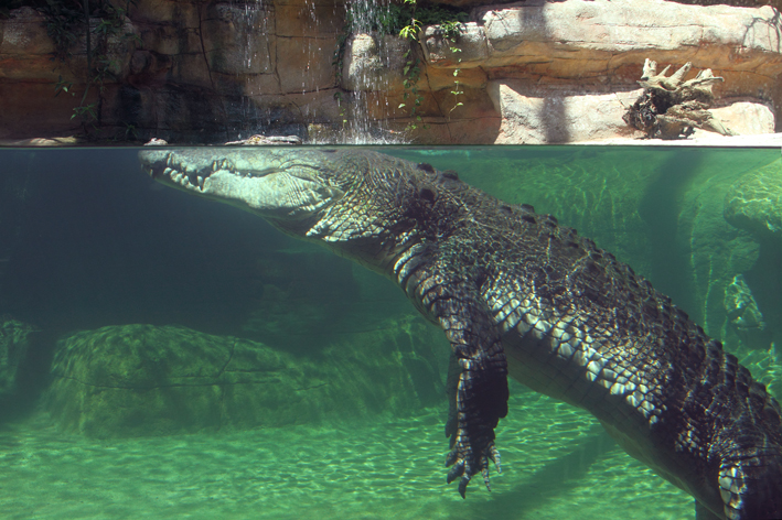 Rex low res.jpg