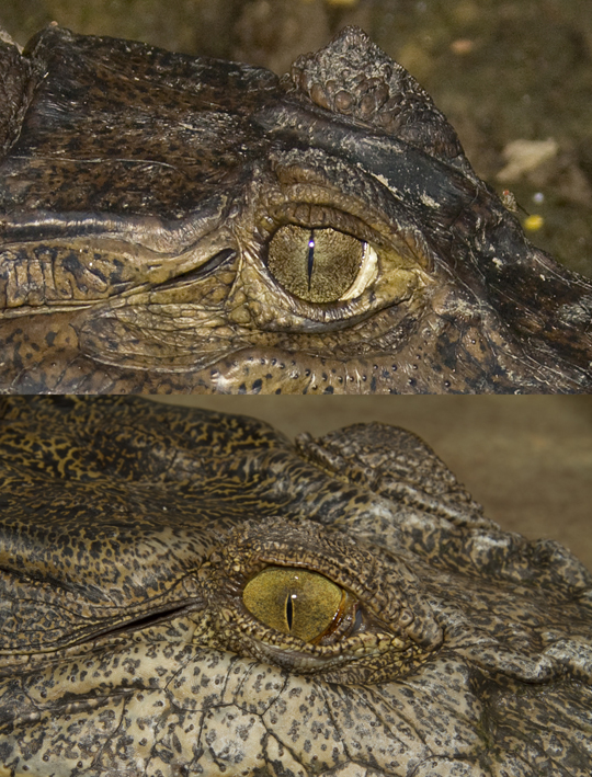 eye comparison low res.jpg