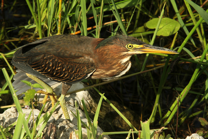 green heron.jpg