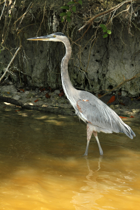 great blue heron.jpg