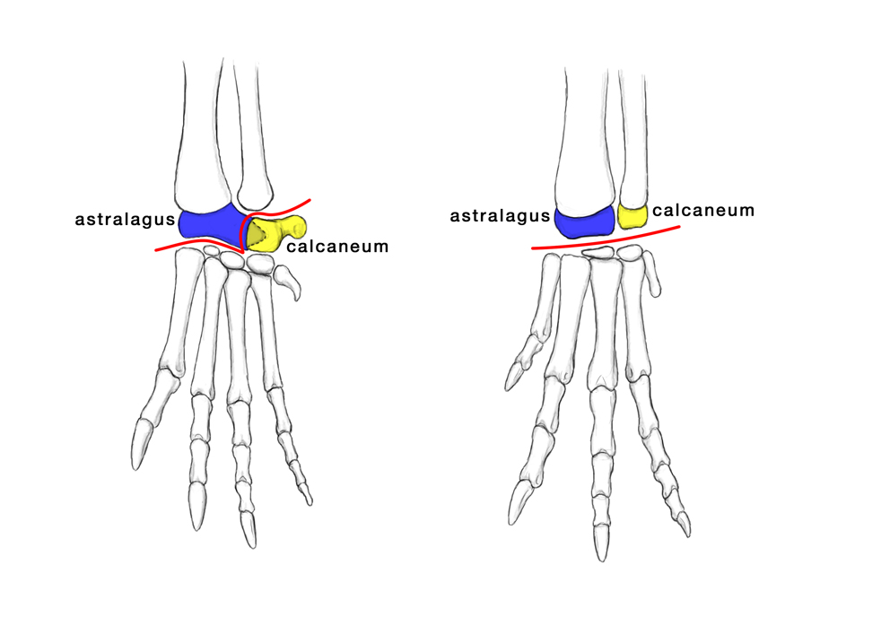 crurotarsal ankle.jpg