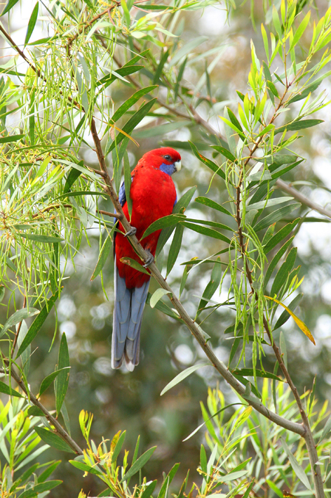 crimson rosella.jpg