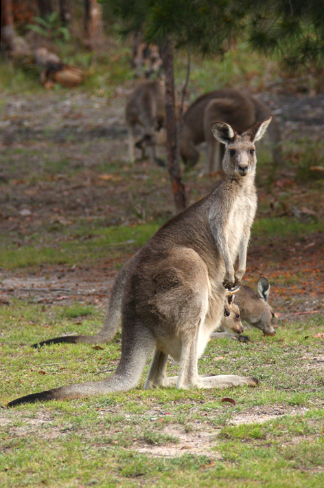 grey kangaroo does.jpg