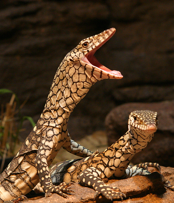 what did one perentie say to the other.jpg