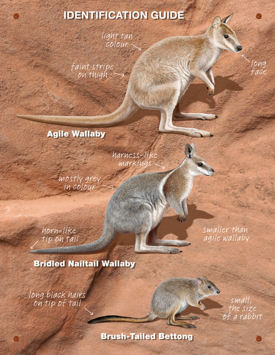 final poster with bridled nailtail.jpg