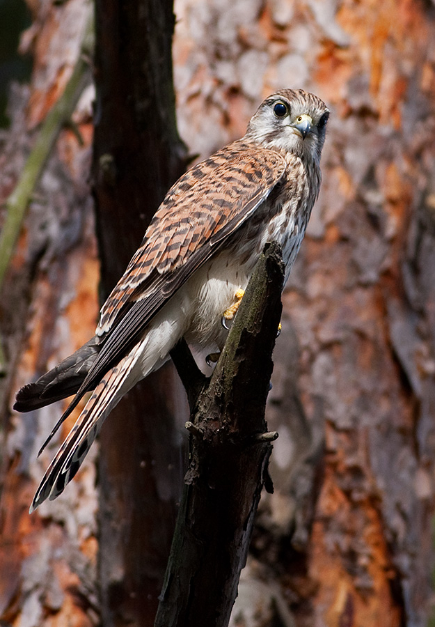 Common Kestrel