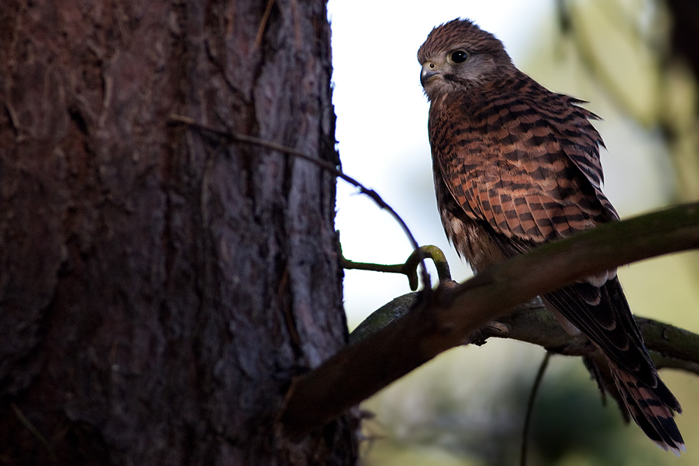 Falco tinnunculus Common Kestrel