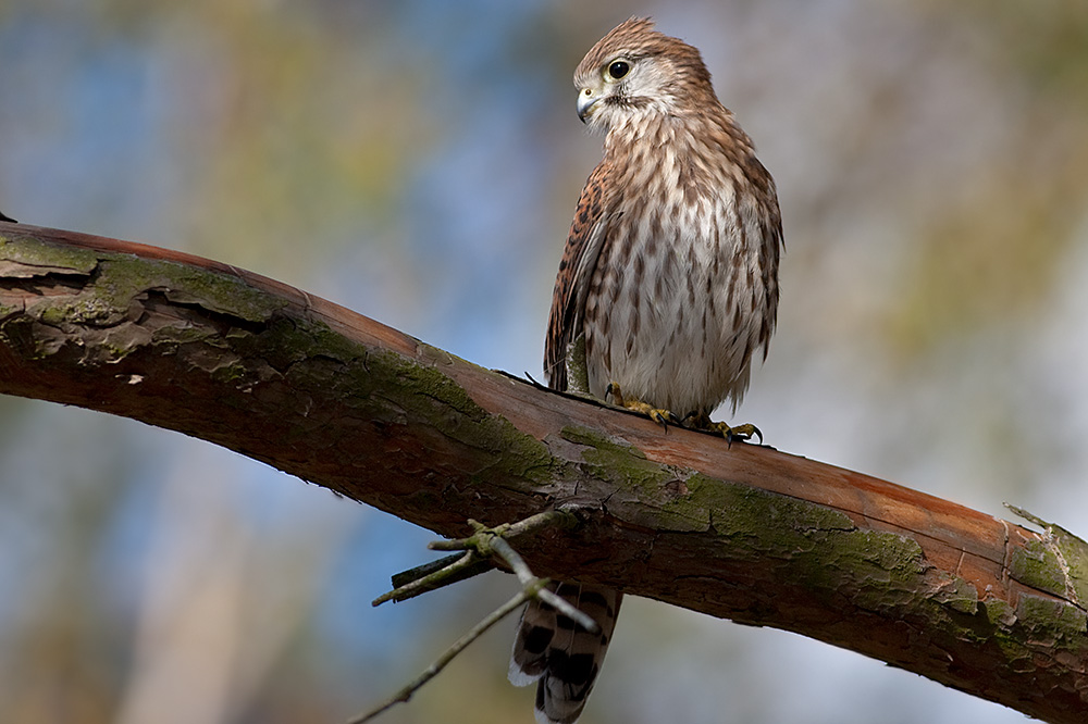 Falco tinnunculus Common Kestrel