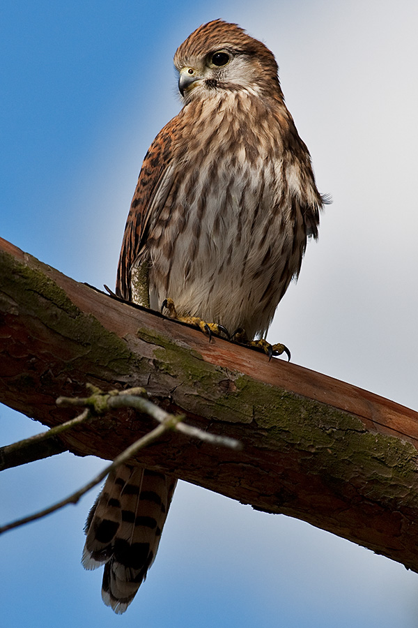 Falco tinnunculus Common Kestrel