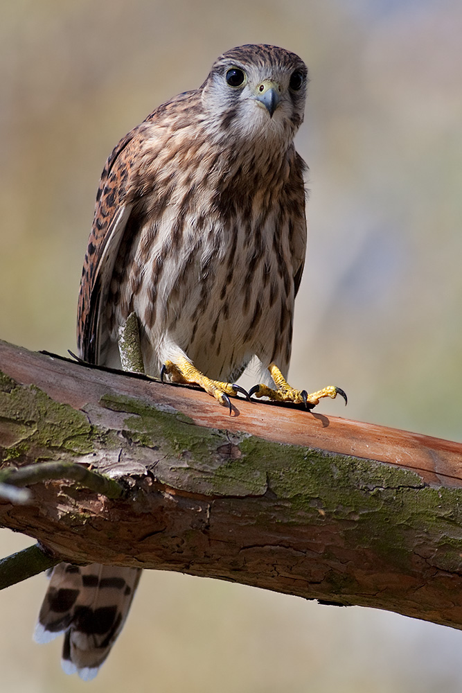 Falco tinnunculus Common Kestrel