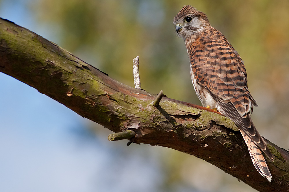 Falco tinnunculus Common Kestrel