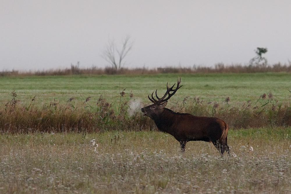 Red deer bull roaring