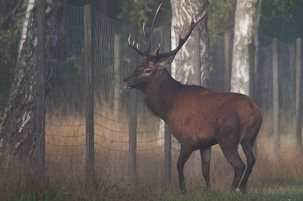 Wild Red deer bull in misty weather, fence against the wild animals that eat plants