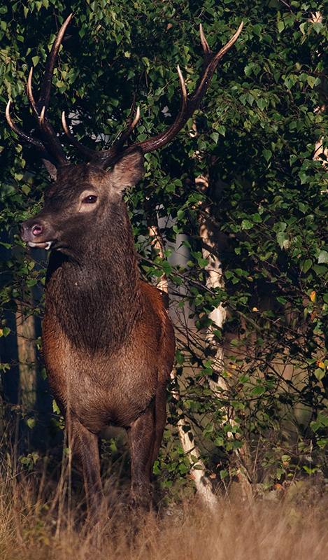 Wild Red deer bull