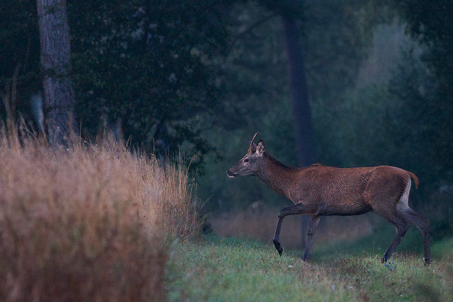 Young Wild Red deer bull