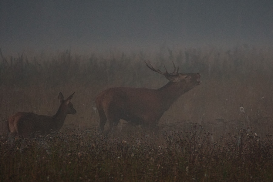 Wild Red deer bull roaming in the mist