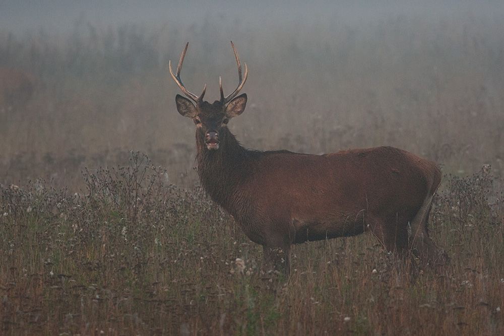 Wild Red deer bull in the mist