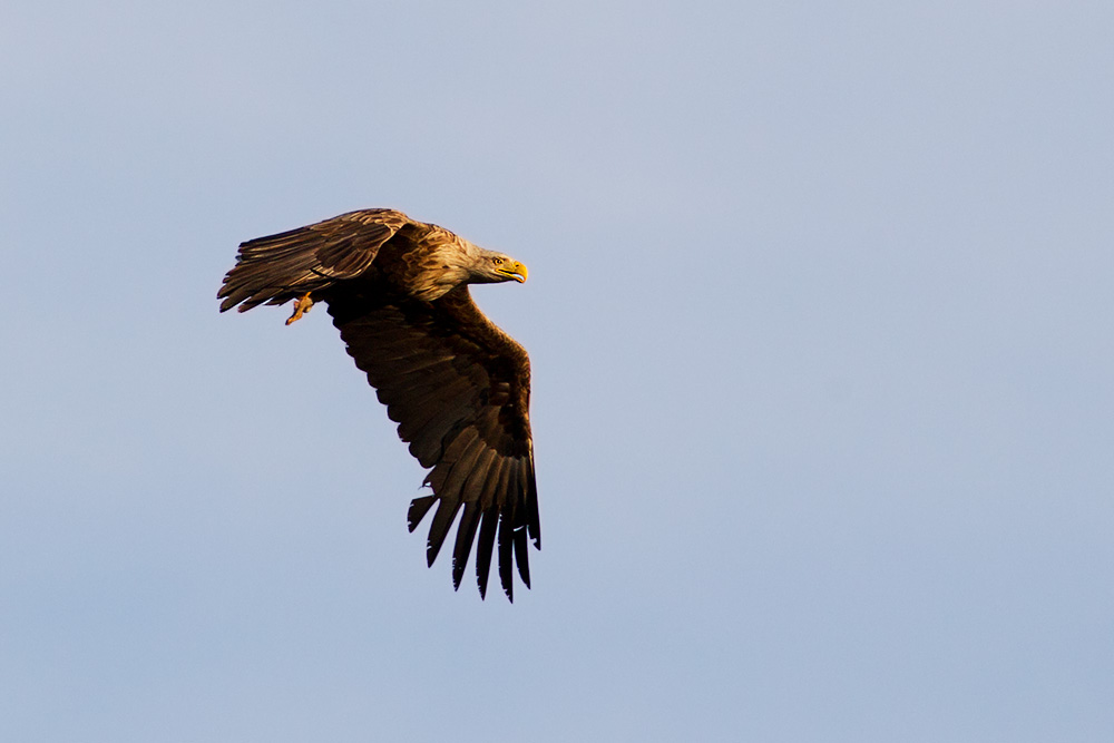White-tailed Eagle