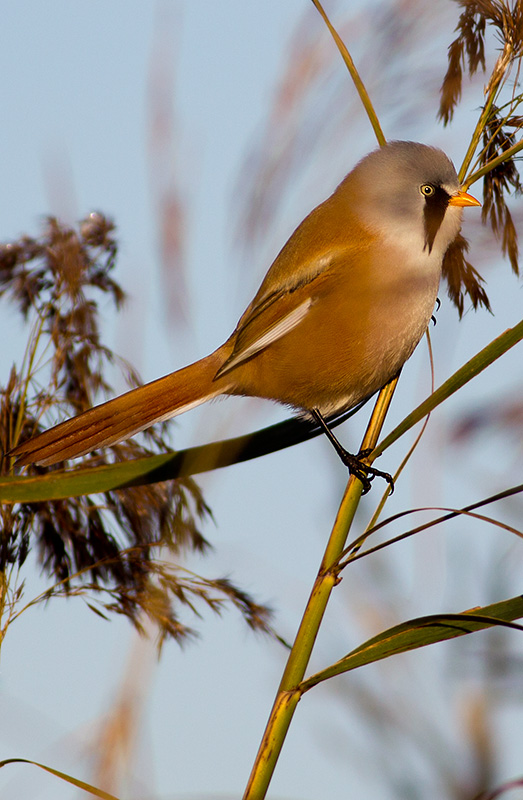 Bearded Reedling