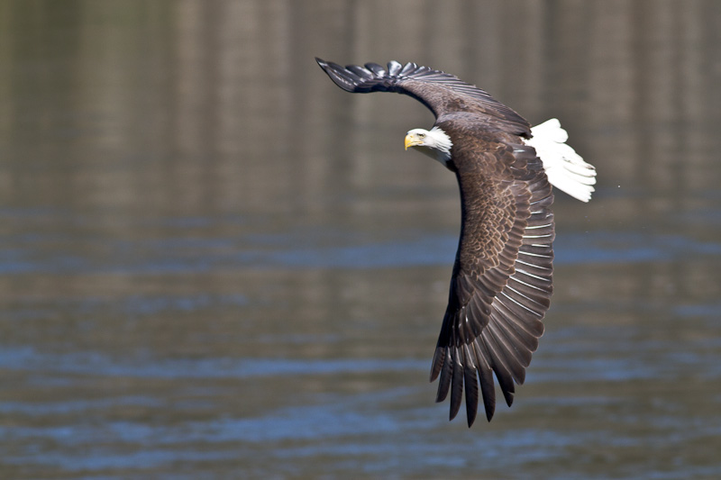 Conowingo-13Oct2010-IMG_3593.jpg