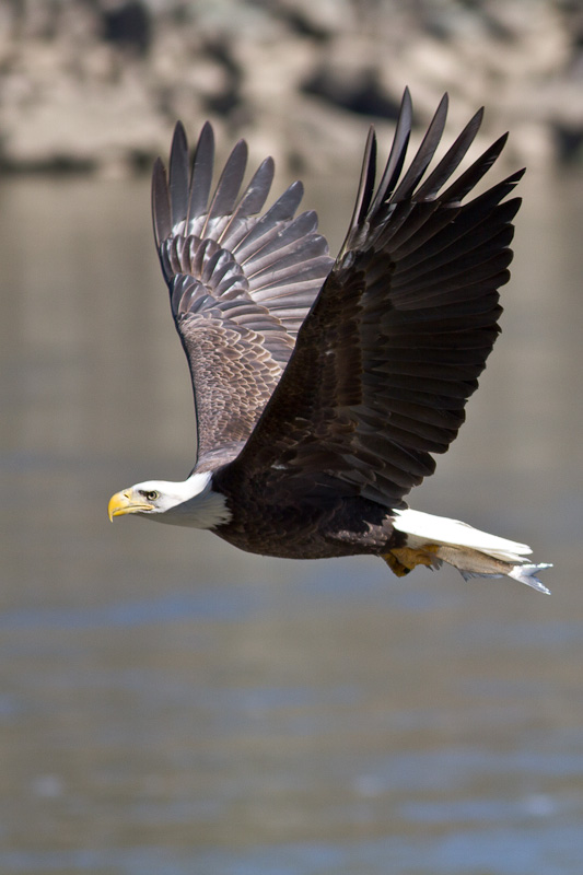 Conowingo-13Oct2010-IMG_3597.jpg