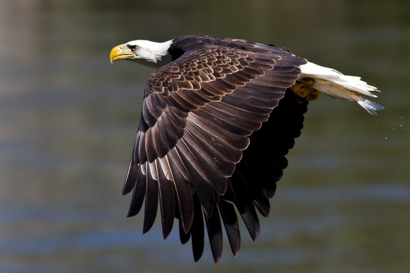 Conowingo-13Oct2010-IMG_3600.jpg