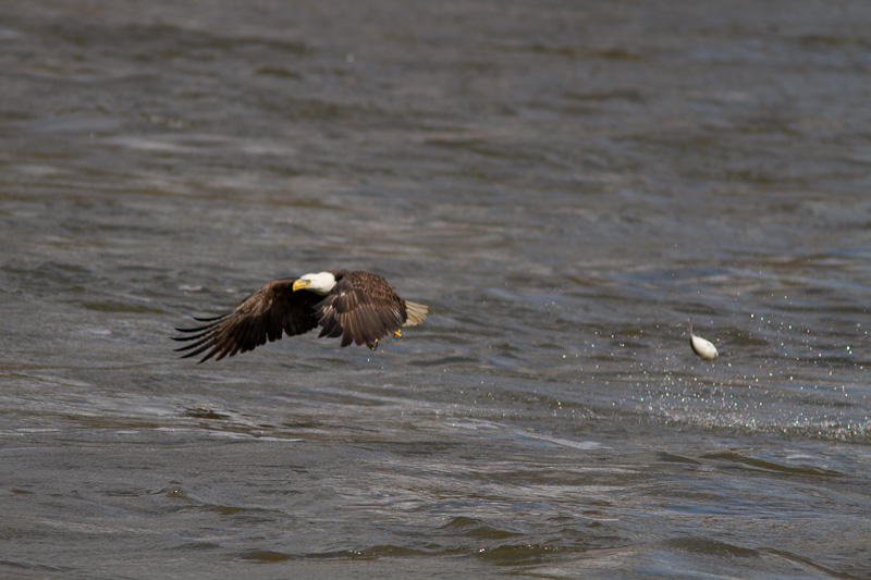 Conowingo-15Oct2010-IMG_3747.jpg