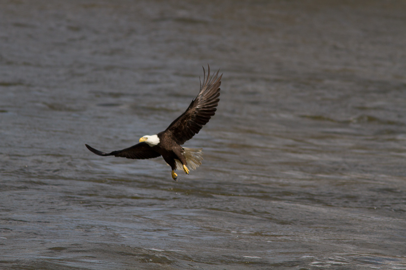 Conowingo-15Oct2010-IMG_3750.jpg