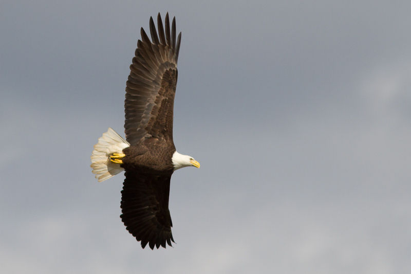 Conowingo-15Oct2010-IMG_3761.jpg