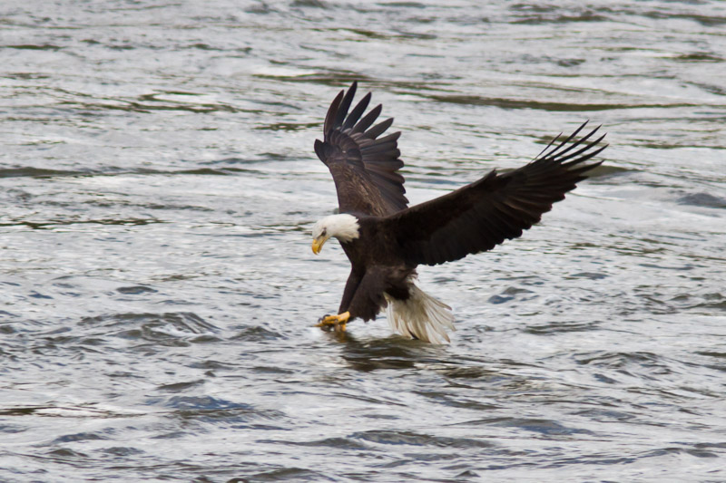 Conowingo-15Oct2010-IMG_3803.jpg