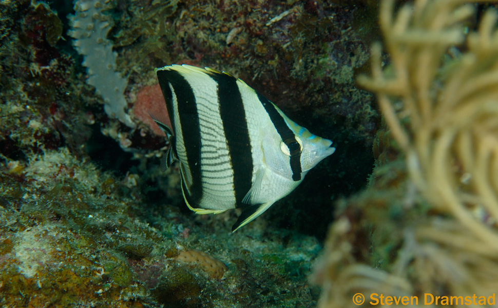 Banded Butterflyfish