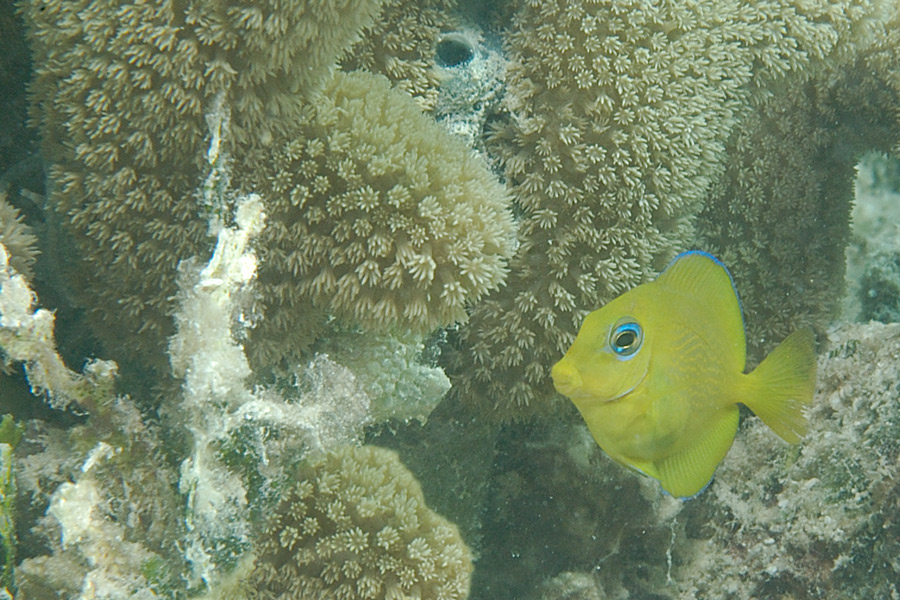 Juvenile Blue Tang