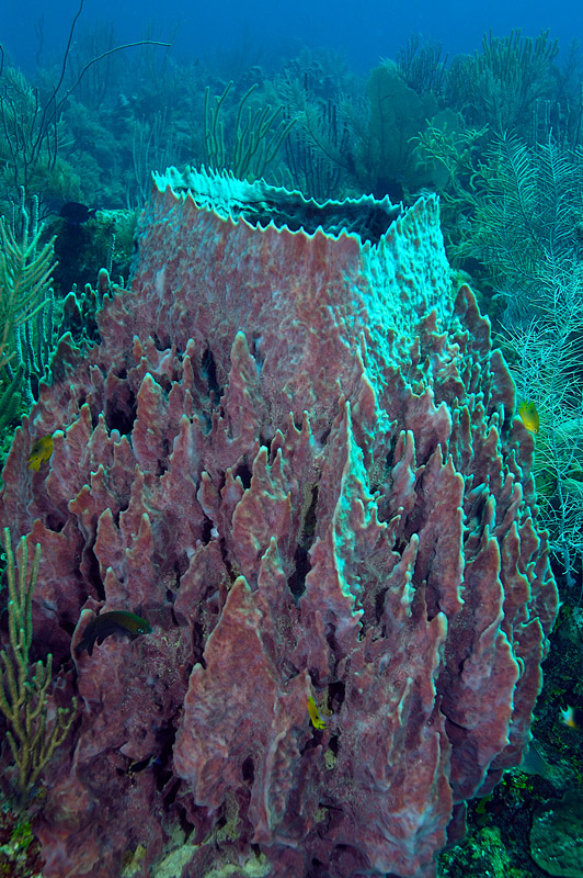 Giant Barrel Sponge